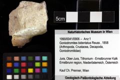 Foto (Objket + Etiketten) von Goniodromites bidentatus (Reuss, 1858)